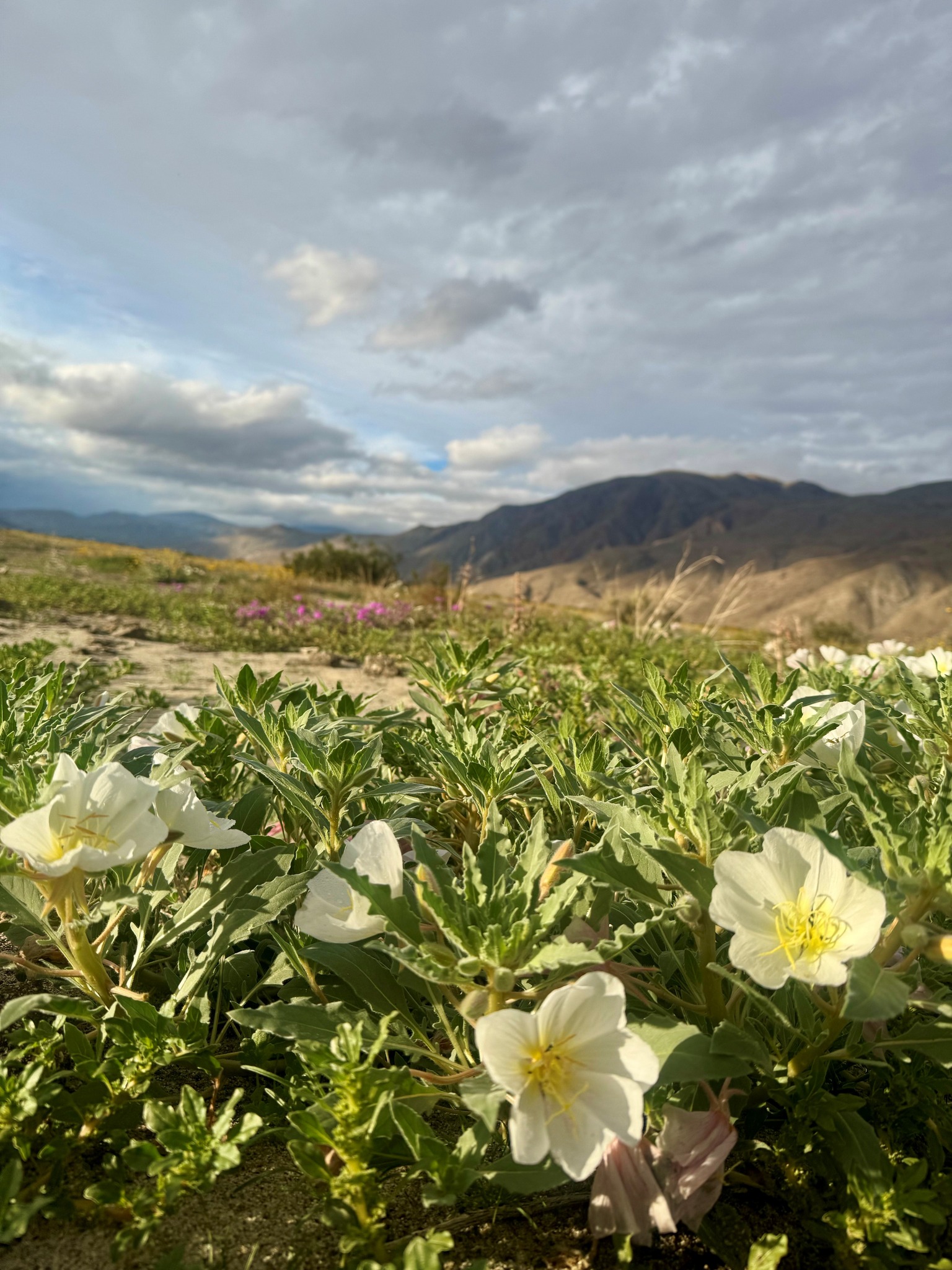 Primroses at Anza-Borrego Desert State Park, January 2026